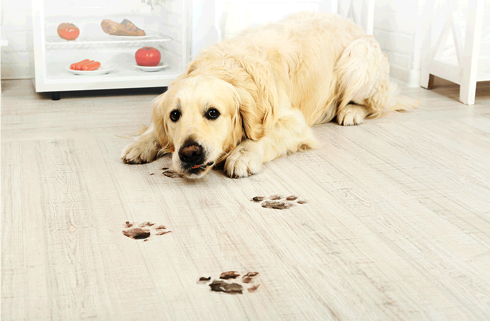 C30B Robot Vacuum Cleaner: Unleash AI Map Navigation and Electric Water Tank Efficiency
